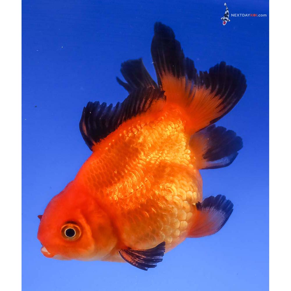 3.5” Imported Red and Black Pearlscale - Image 5