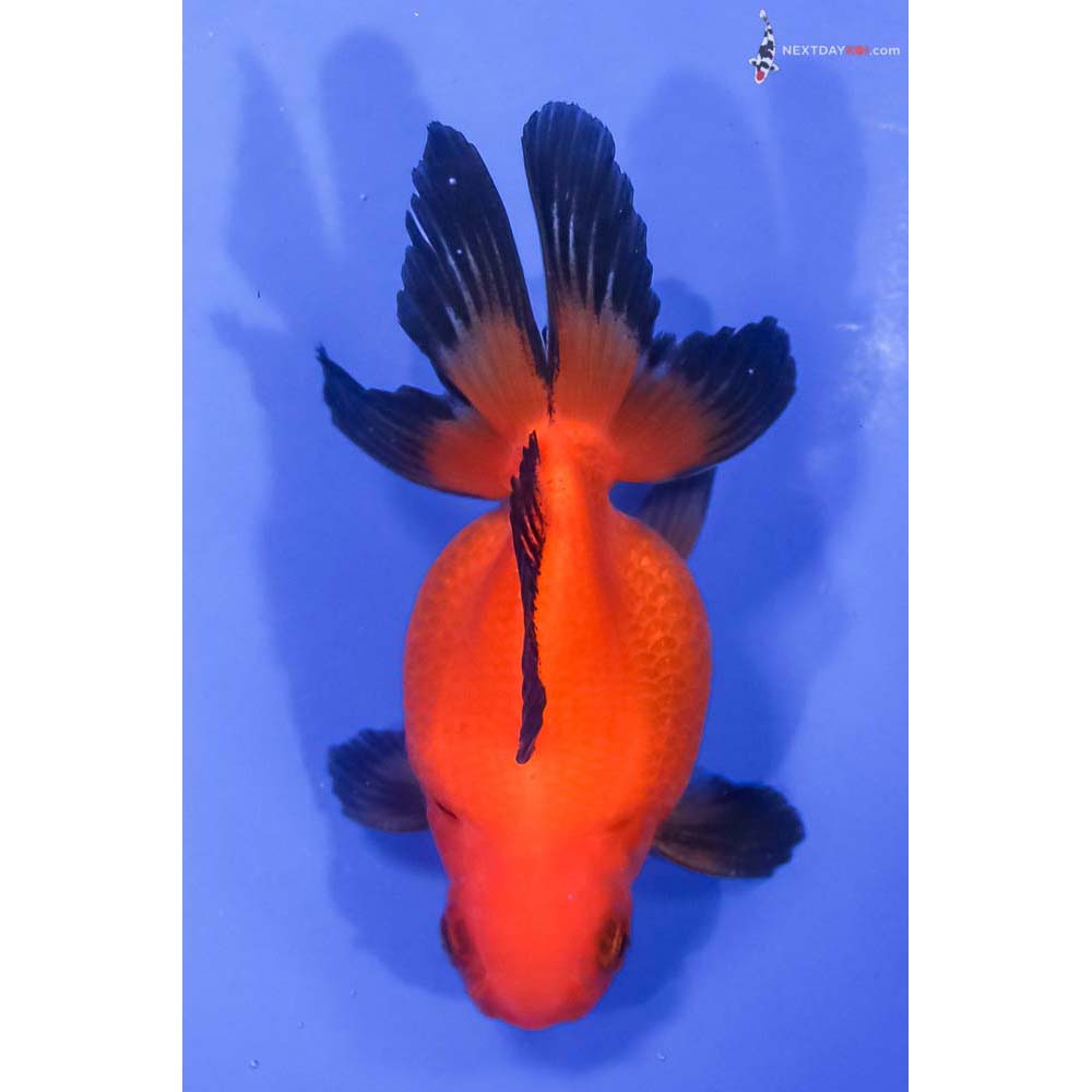 3.5” Imported Red and Black Pearlscale