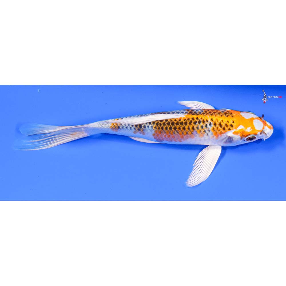7” Imported Kujaku Butterfly Koi - Image 2