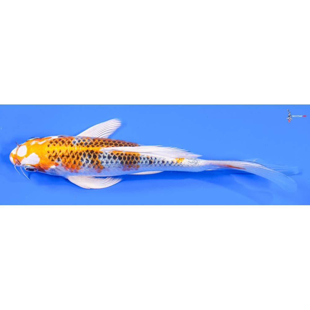 7” Imported Kujaku Butterfly Koi - Image 4