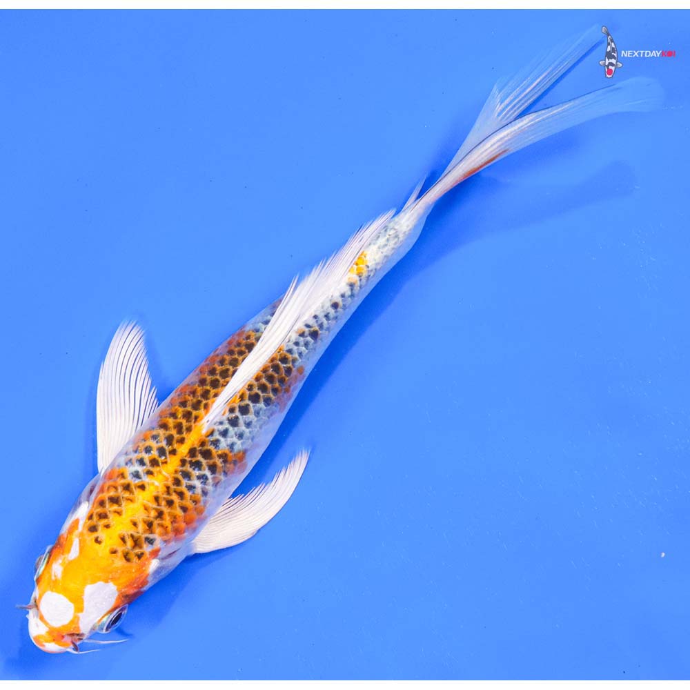 7” Imported Kujaku Butterfly Koi - Image 5