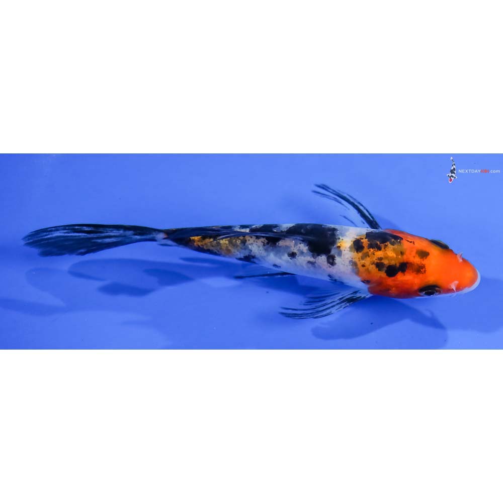4.5” Imported Sanke Butterfly Koi - Image 2