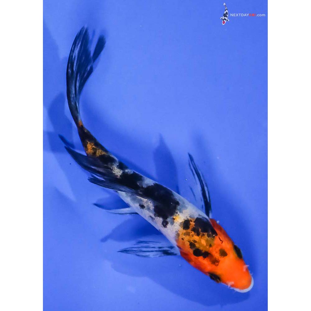 4.5” Imported Sanke Butterfly Koi - Image 3