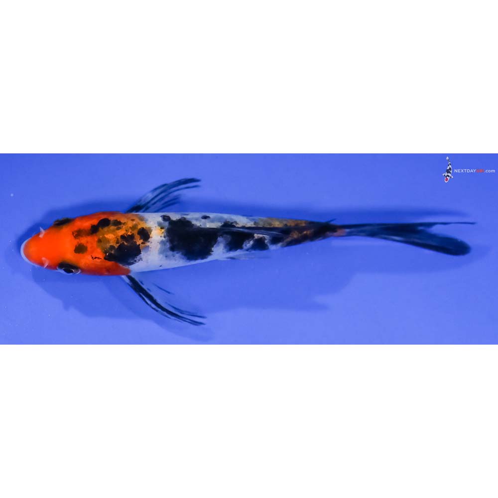 4.5” Imported Sanke Butterfly Koi - Image 4