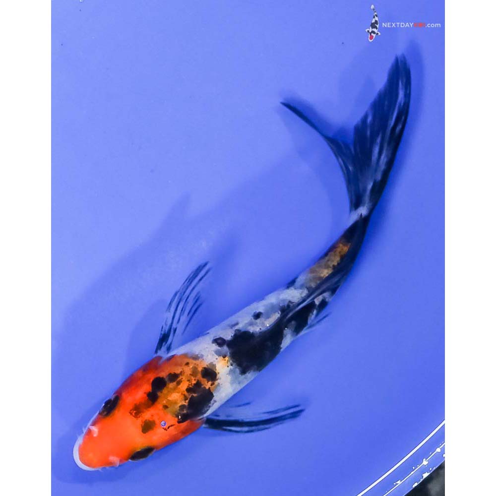 4.5” Imported Sanke Butterfly Koi - Image 5