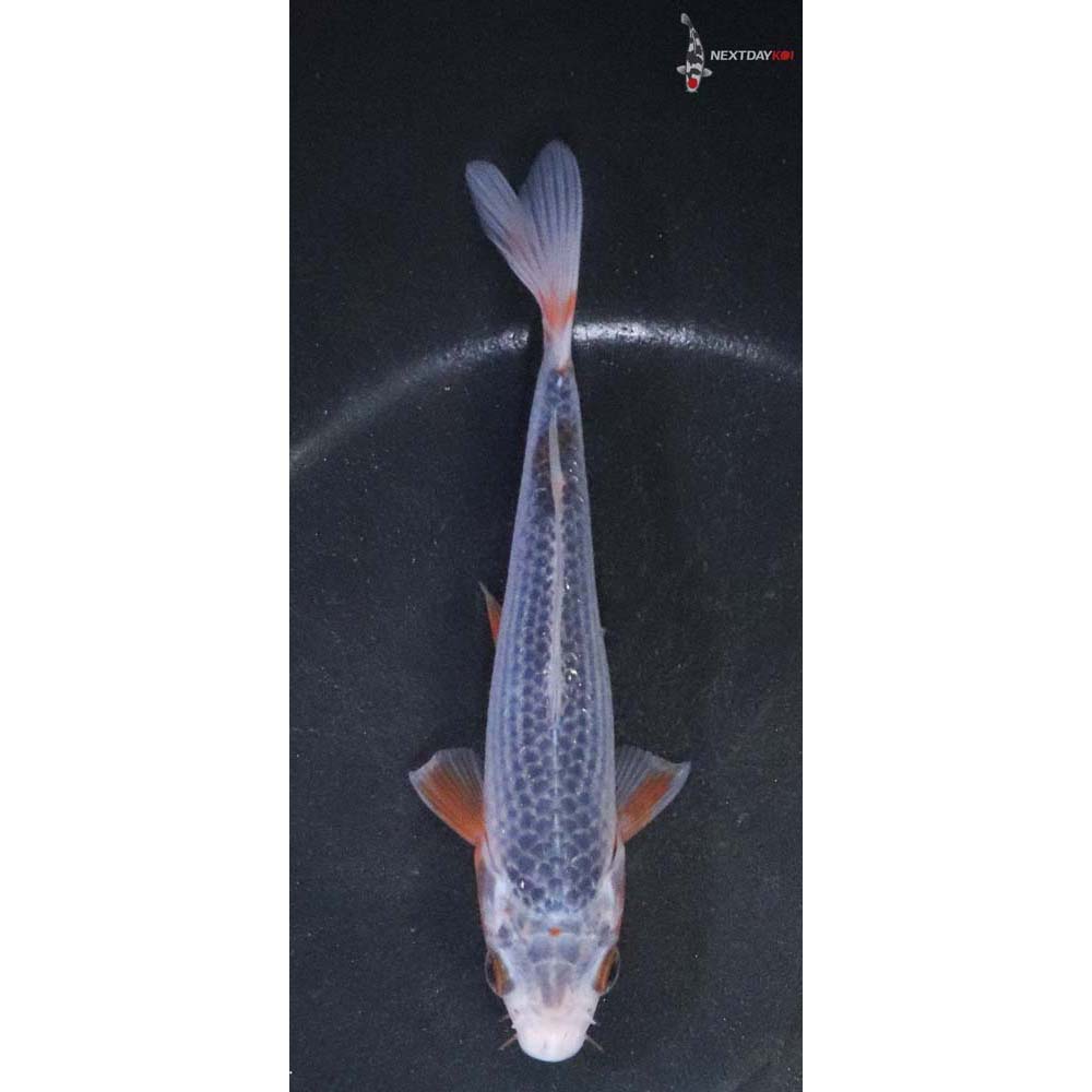 5.5” Imported Asagi