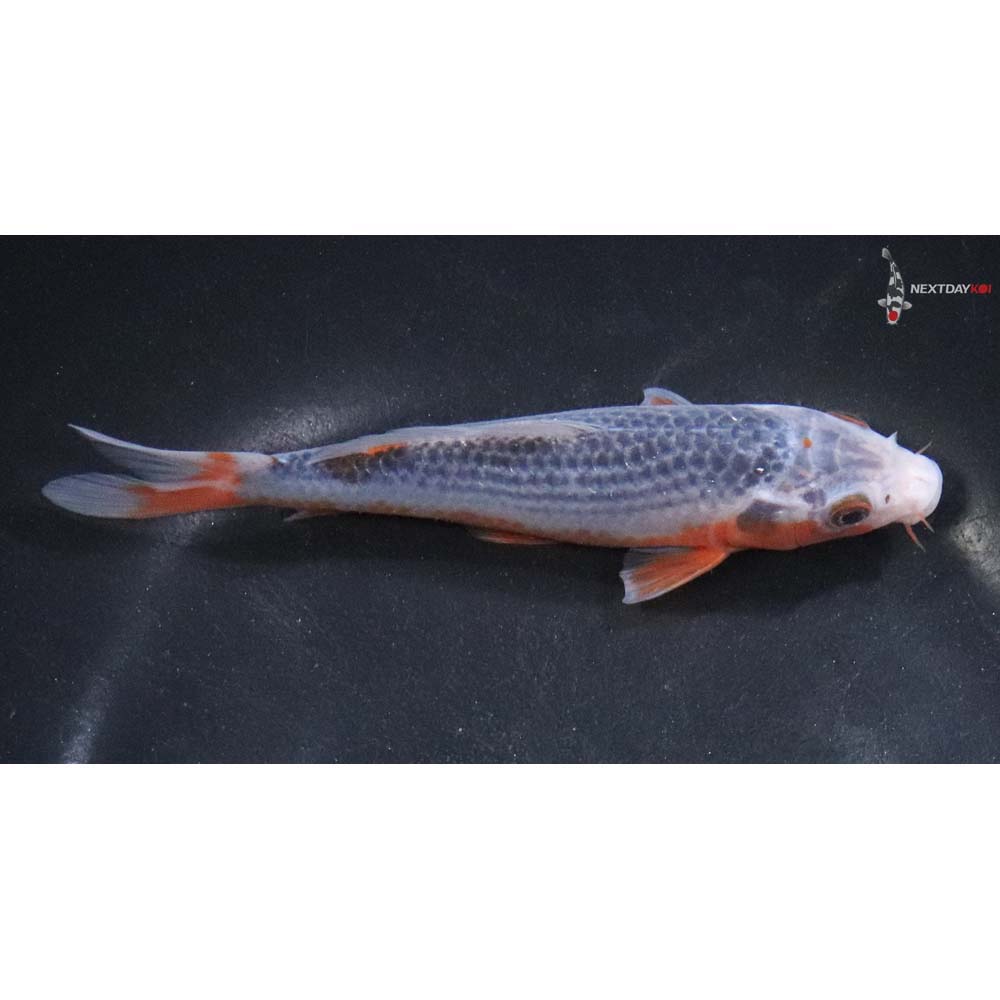 5.5” Imported Asagi - Image 2