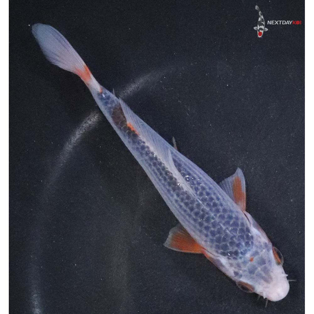 5.5” Imported Asagi - Image 3