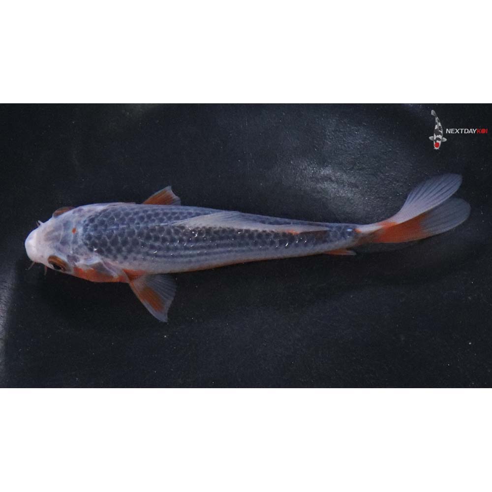 5.5” Imported Asagi - Image 4