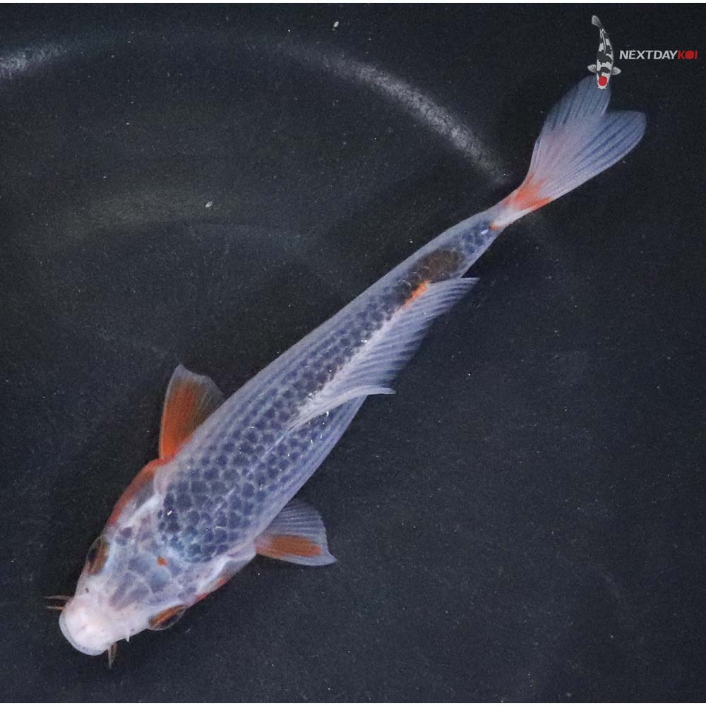 5.5” Imported Asagi - Image 5