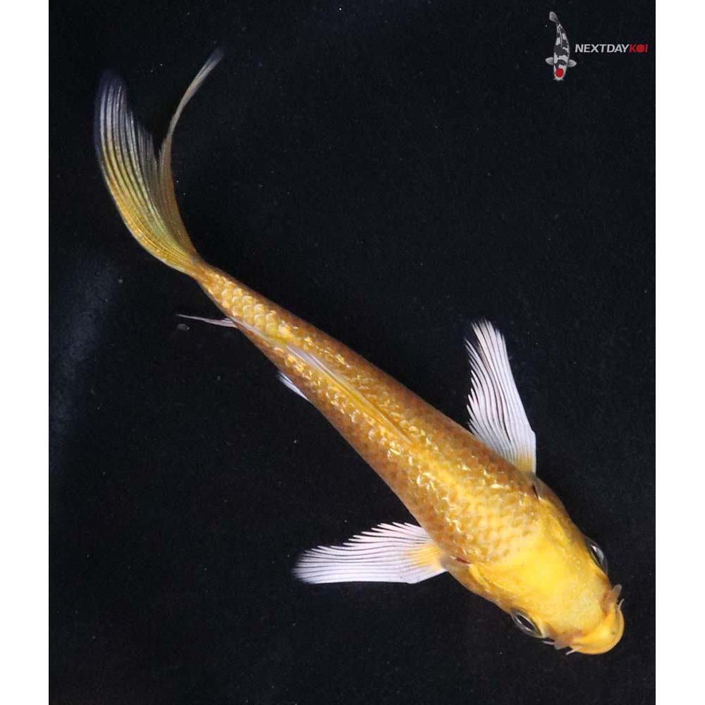 3.5” Imported Gin Rin Yamabuki Ogon Butterfly Koi