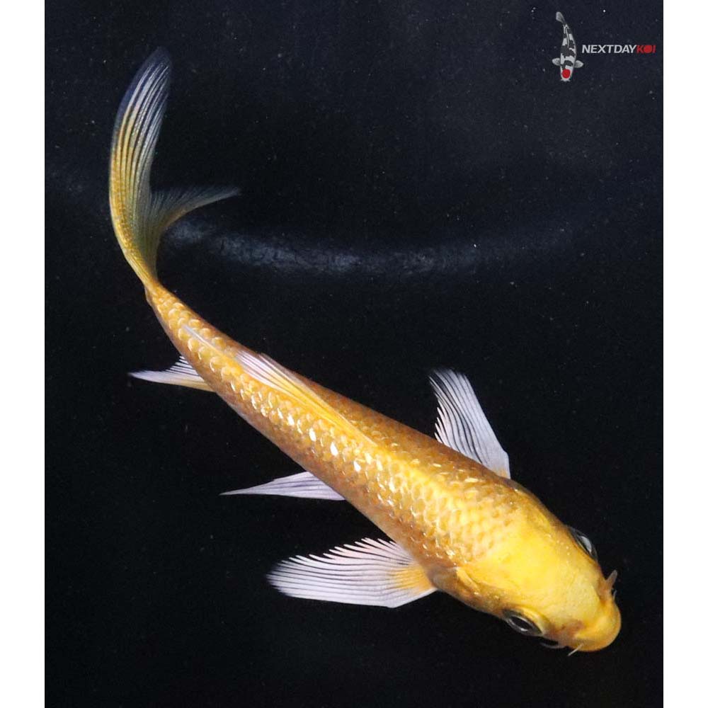 3.5” Imported Gin Rin Yamabuki Ogon Butterfly Koi - Image 3