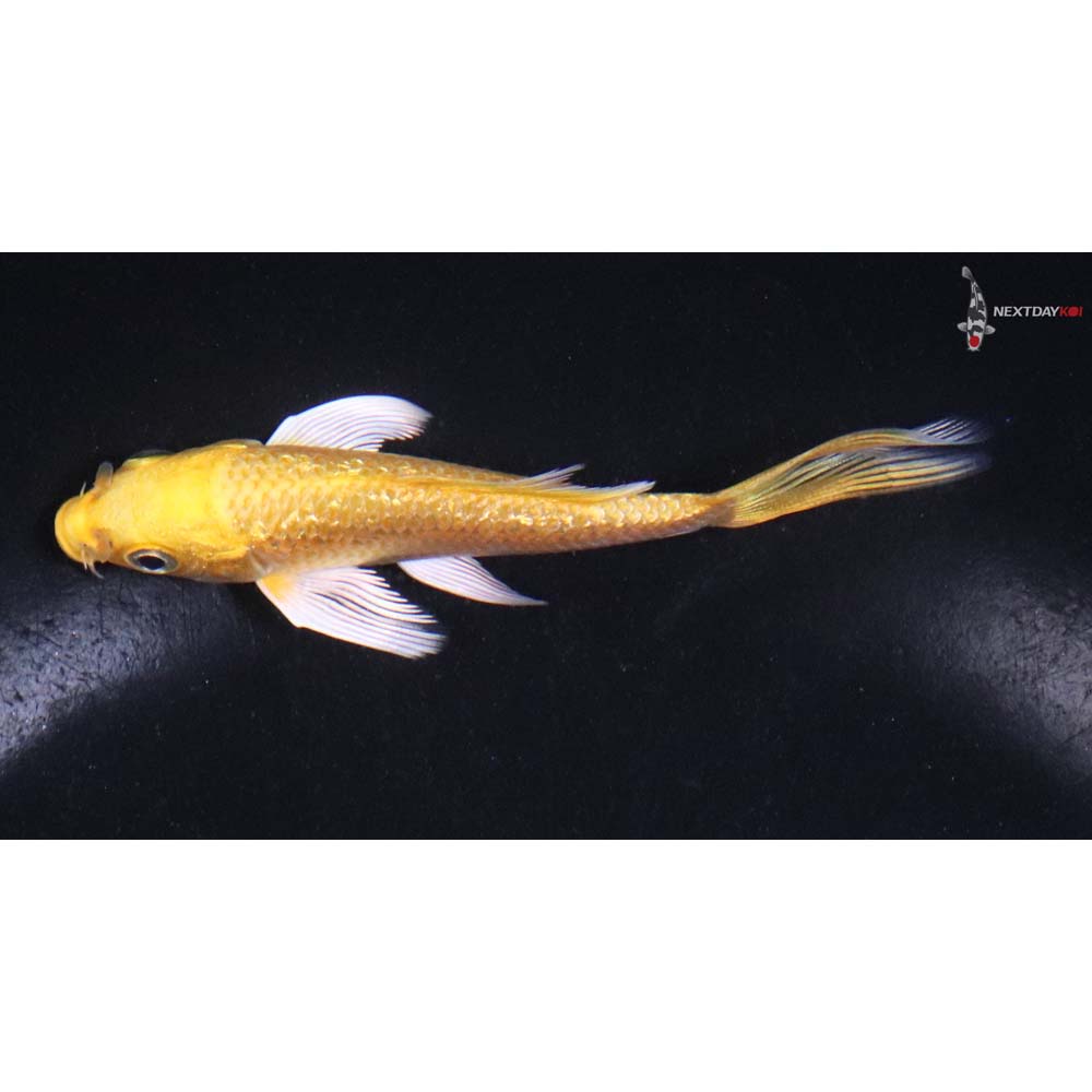 3.5” Imported Gin Rin Yamabuki Ogon Butterfly Koi - Image 4