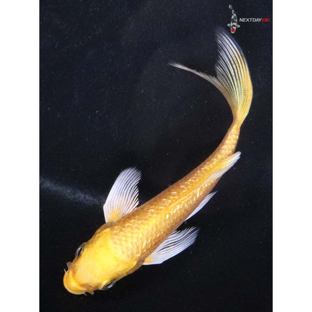 3.5” Imported Gin Rin Yamabuki Ogon Butterfly Koi - Image 5