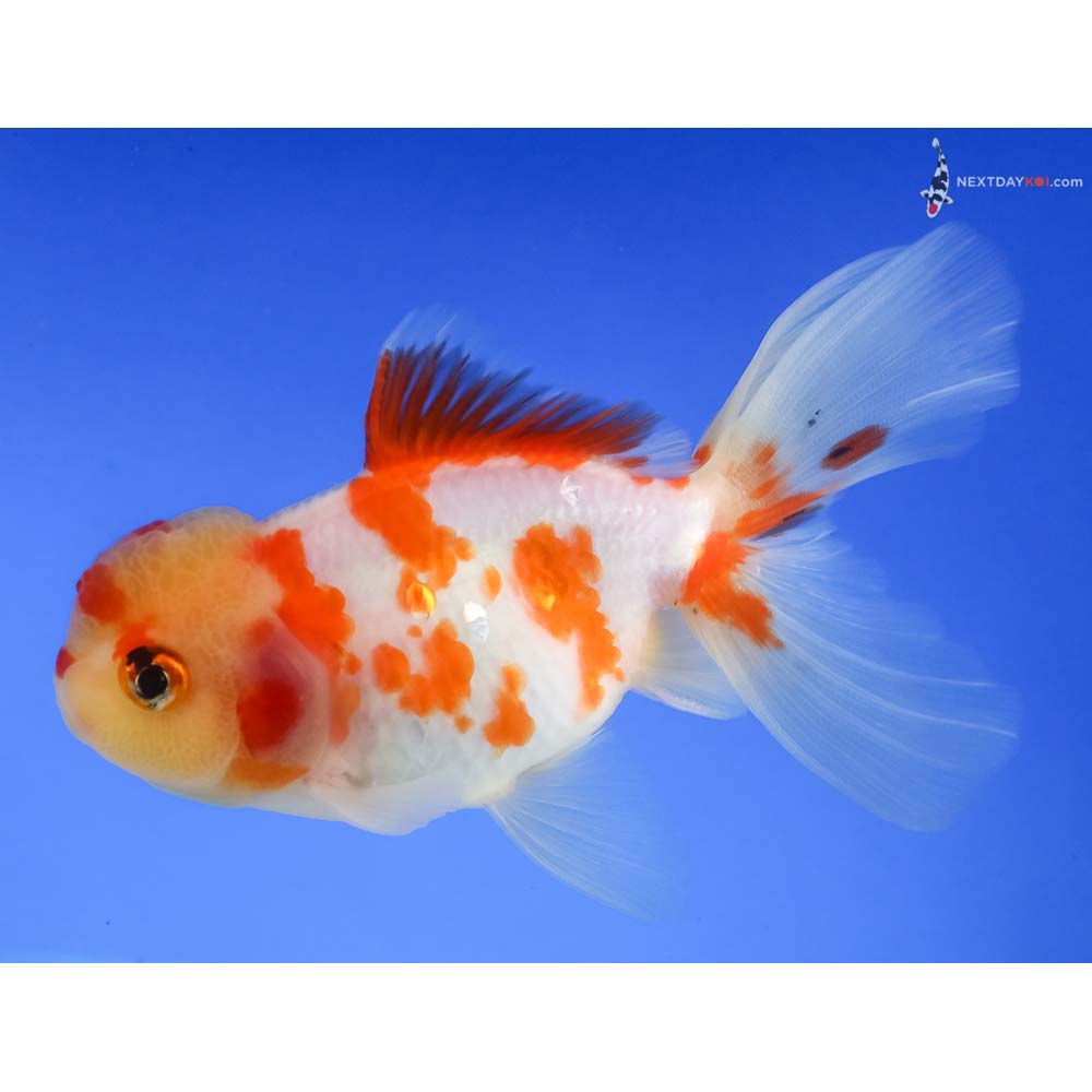 4.5” Imported Red and White Oranda - Image 2
