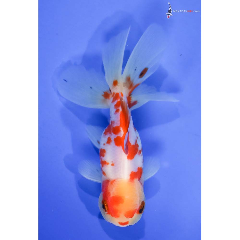 4.5” Imported Red and White Oranda - Image 3