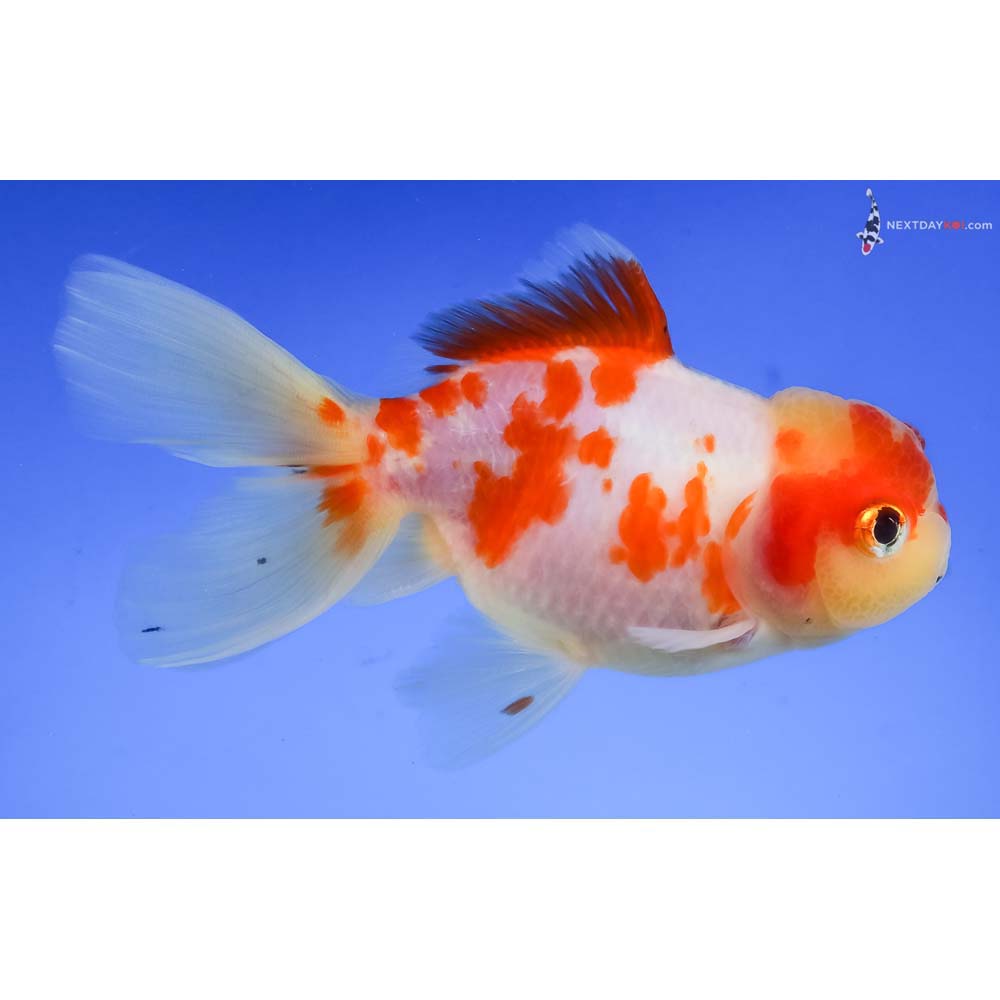 4.5” Imported Red and White Oranda - Image 4