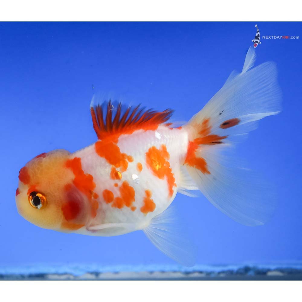 4.5” Imported Red and White Oranda - Image 5
