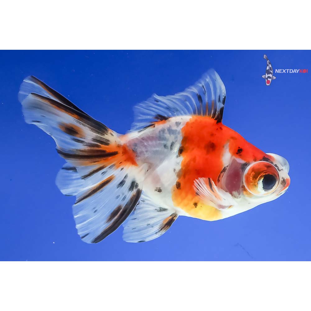 4” Imported Calico Telescope Fantail - Image 2