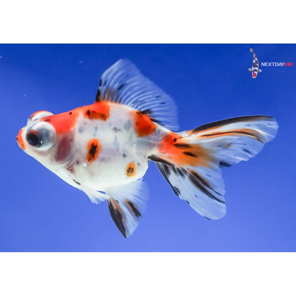 4” Imported Calico Telescope Fantail - Image 3