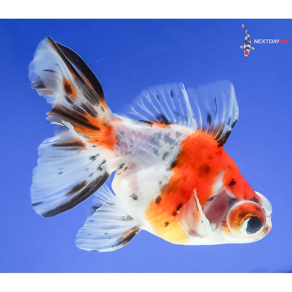 4” Imported Calico Telescope Fantail - Image 4