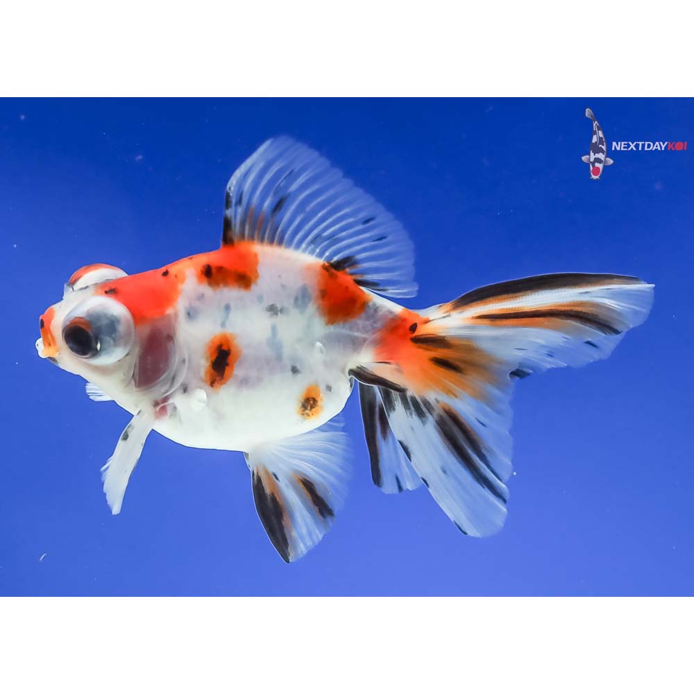 4” Imported Calico Telescope Fantail - Image 5