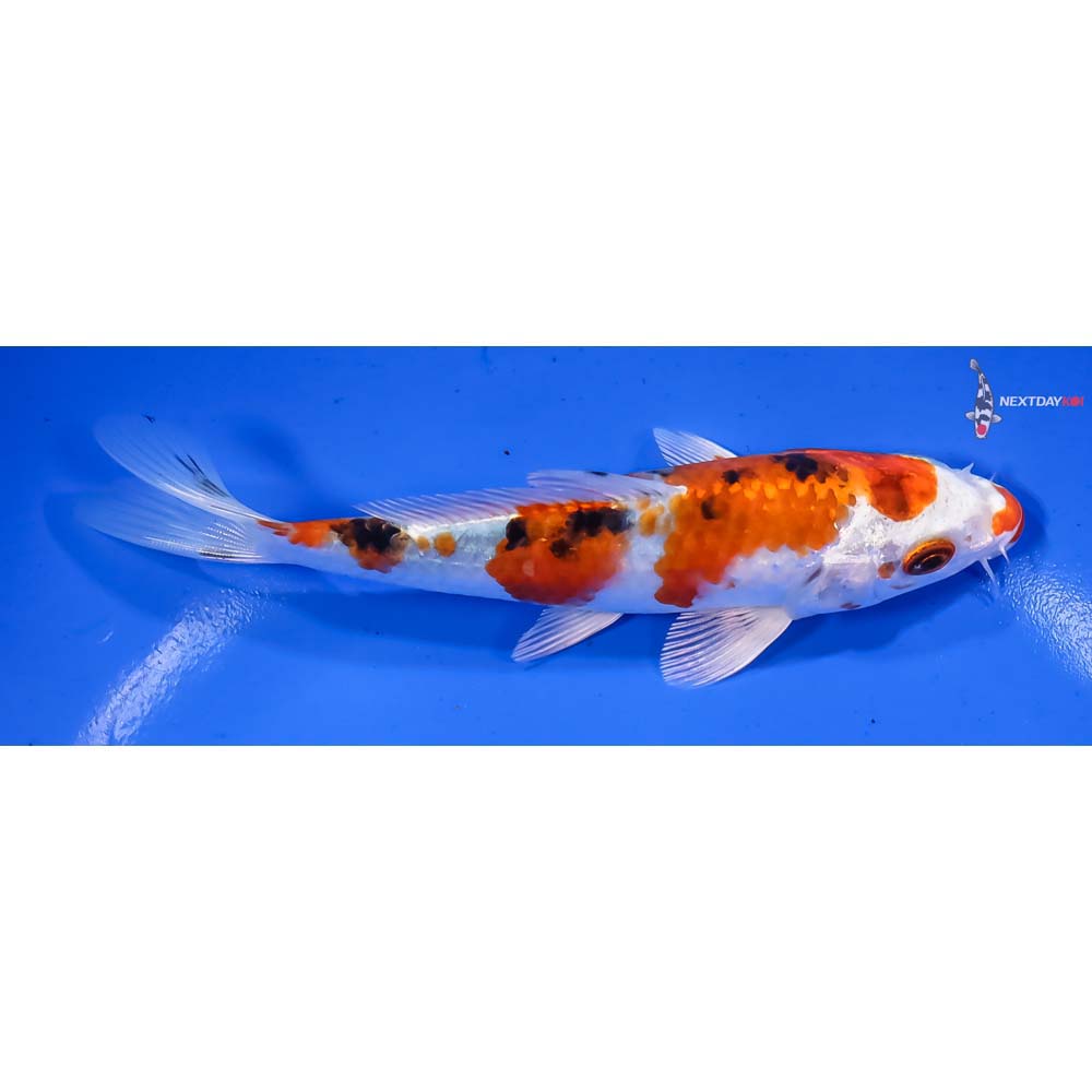 5.5” Imported Yamato Nishiki - Image 2