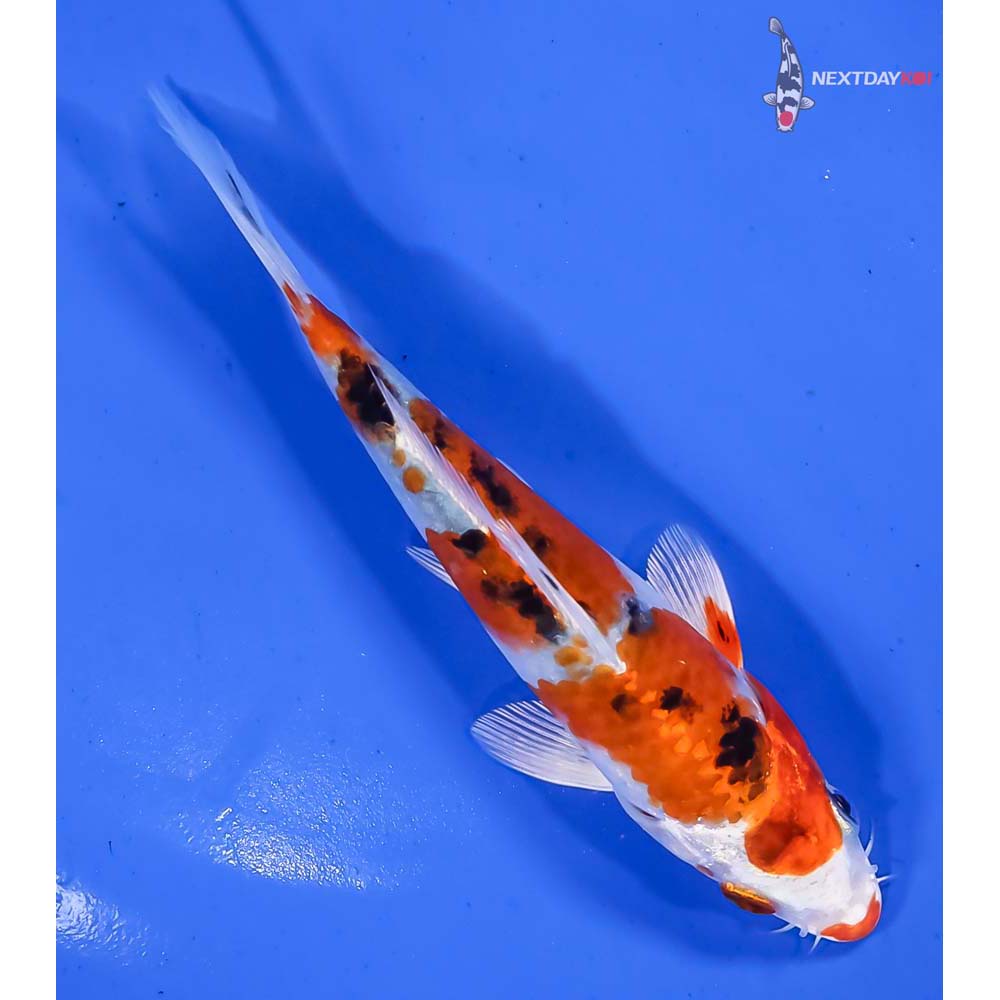 5.5” Imported Yamato Nishiki - Image 3