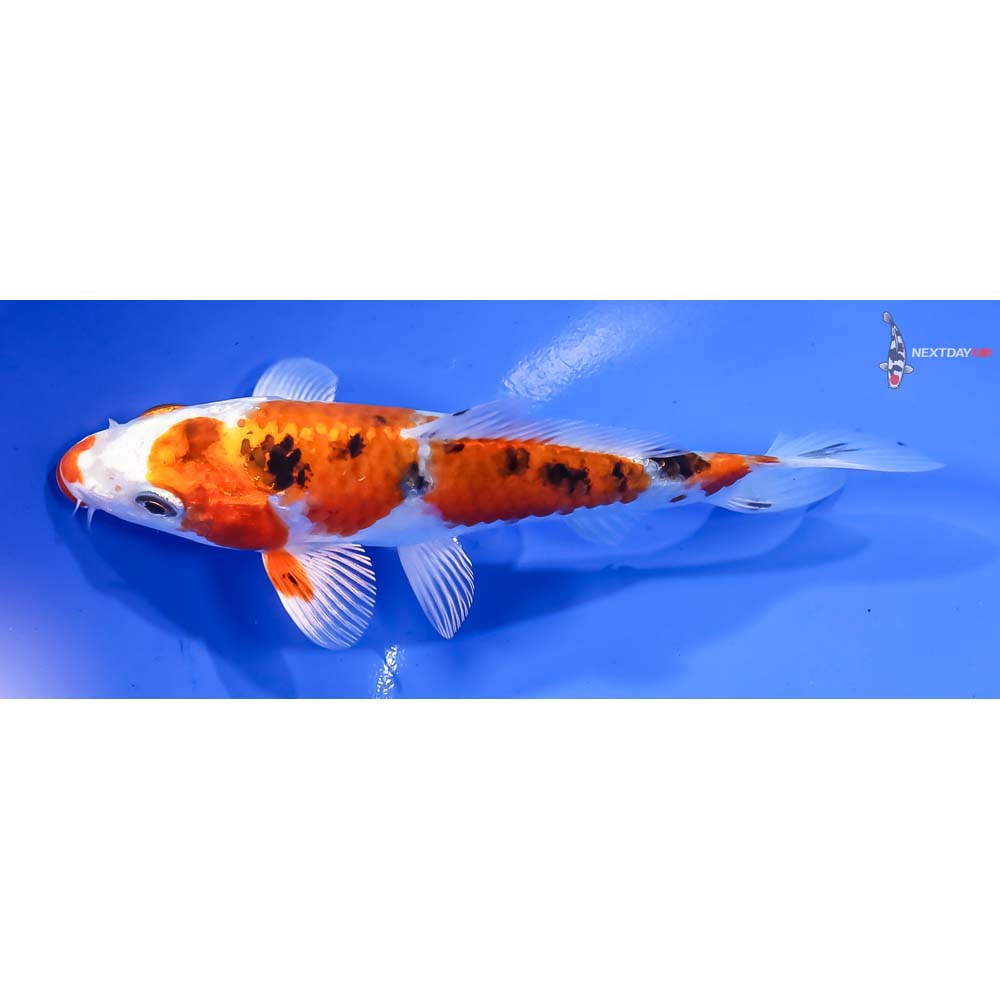 5.5” Imported Yamato Nishiki - Image 4