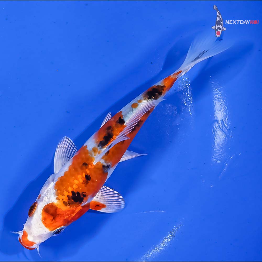 5.5” Imported Yamato Nishiki - Image 5