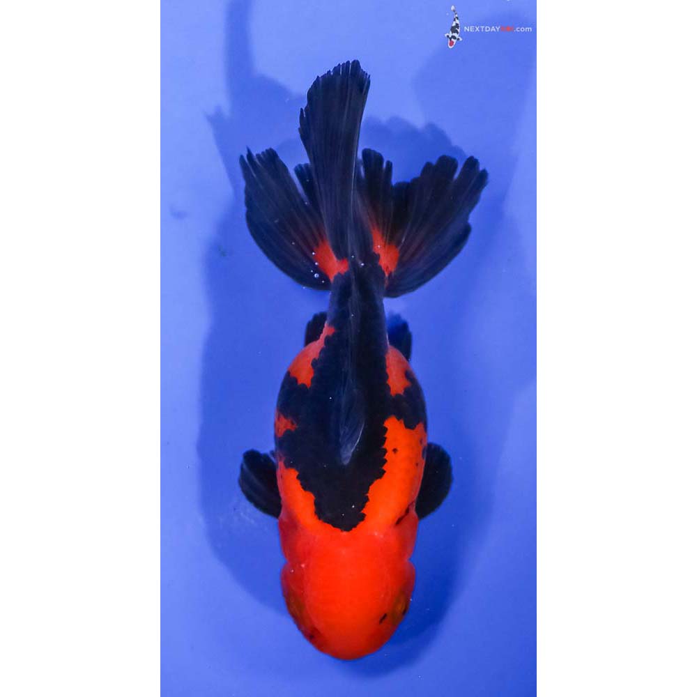 4.5” Imported Red and Black Oranda - Image 3
