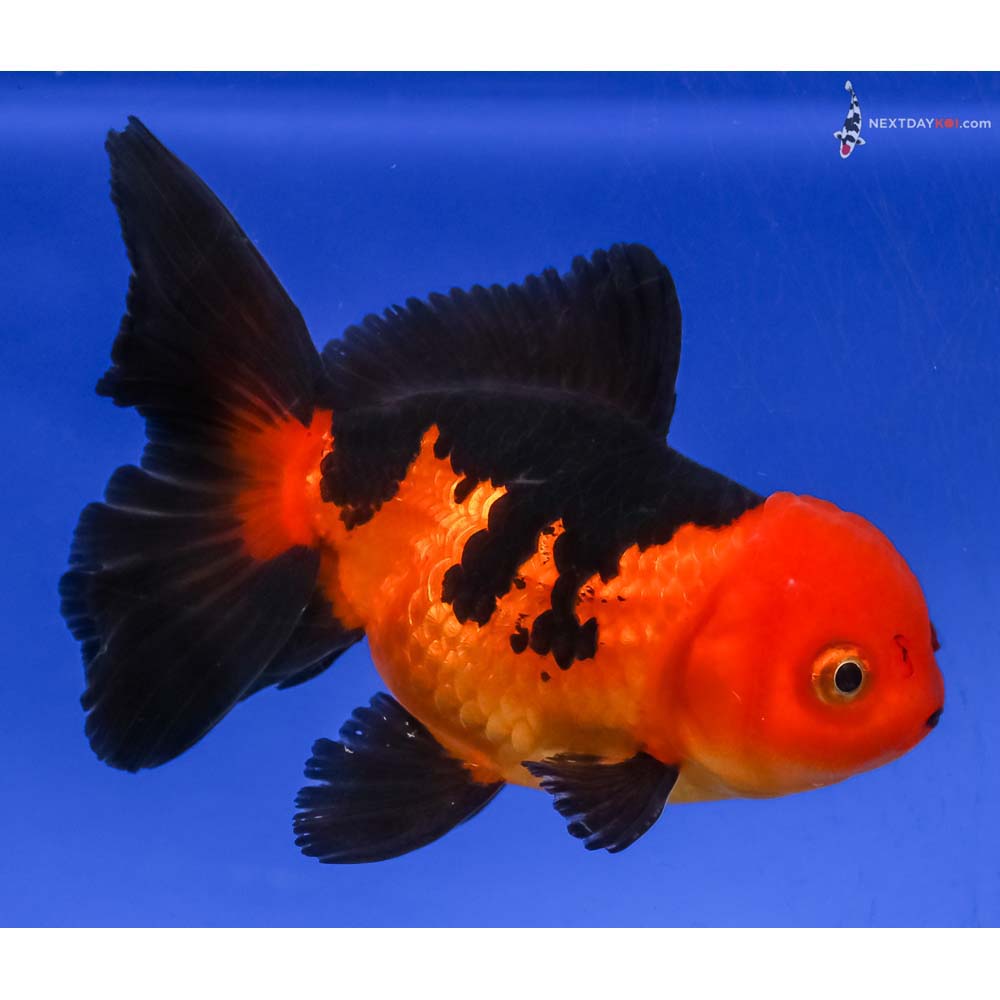 4.5” Imported Red and Black Oranda - Image 4
