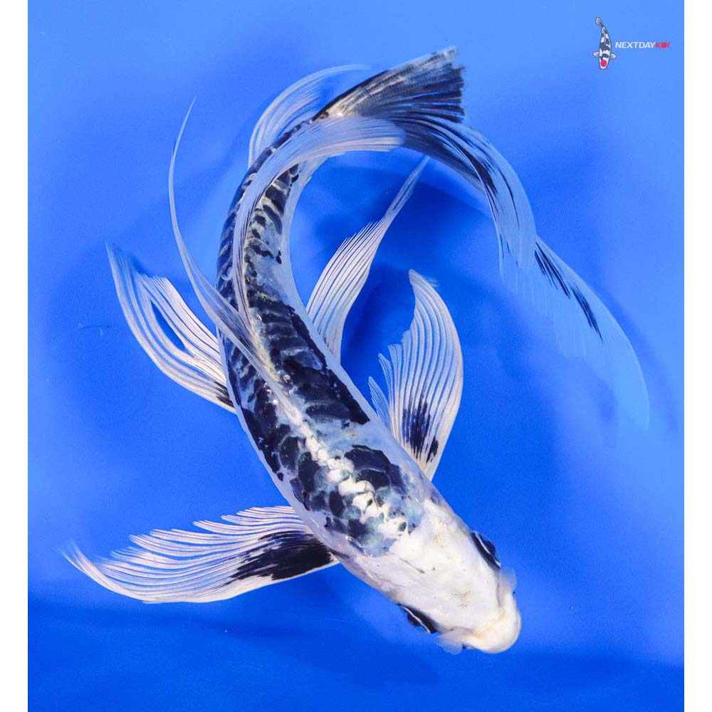 9” Imported Kikokuryu Butterfly Koi