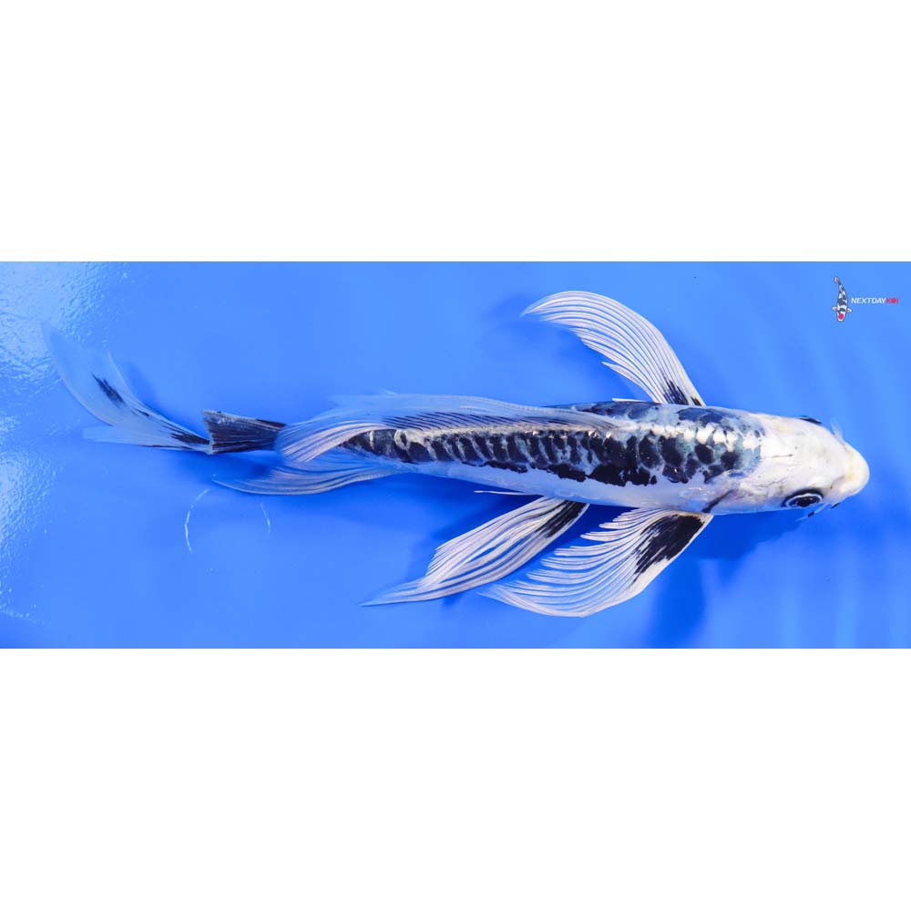9” Imported Kikokuryu Butterfly Koi - Image 2