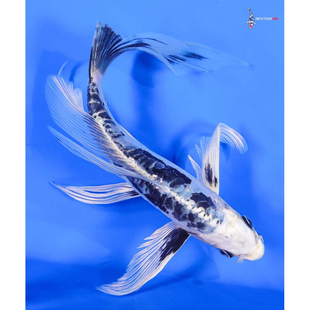 9” Imported Kikokuryu Butterfly Koi - Image 3