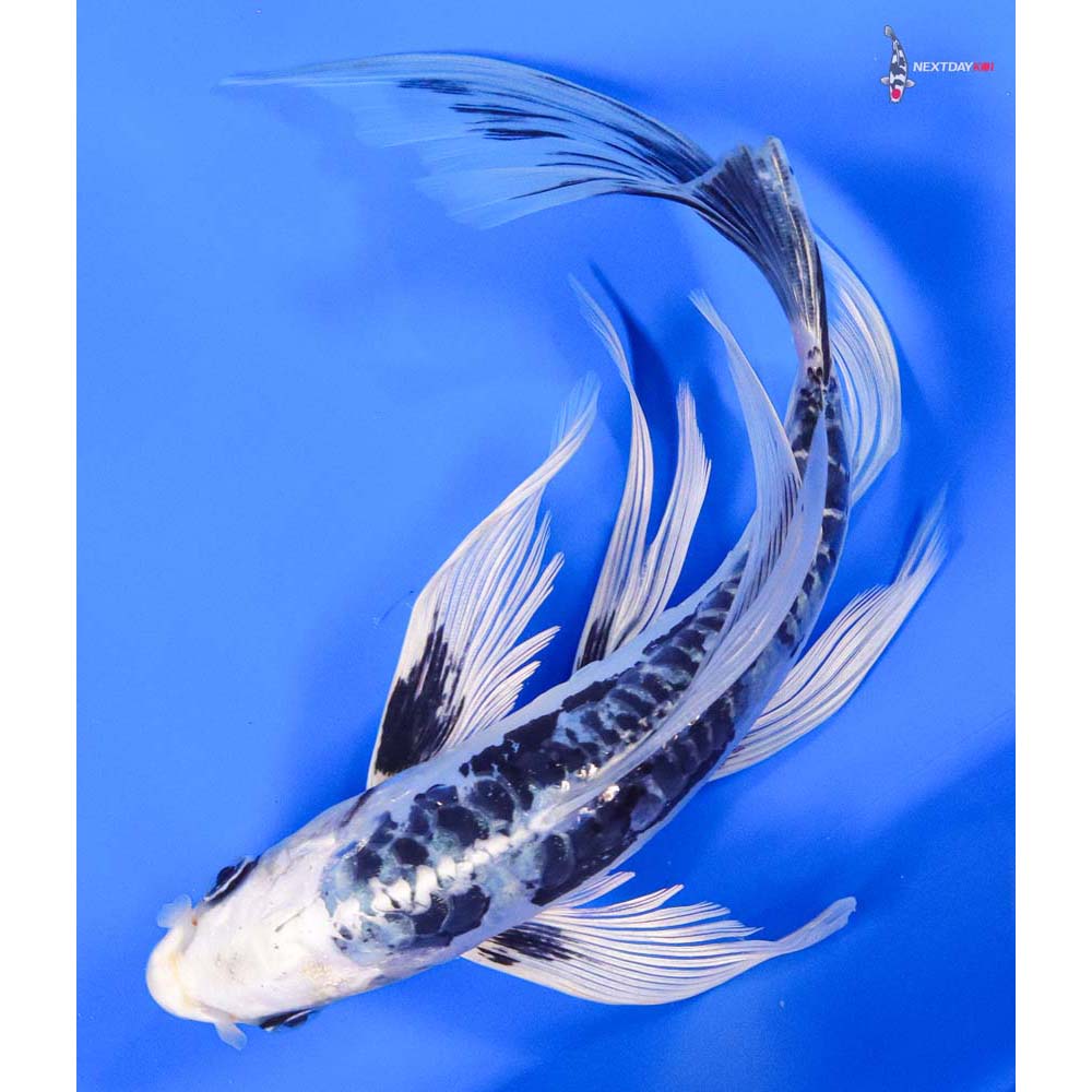 9” Imported Kikokuryu Butterfly Koi - Image 5