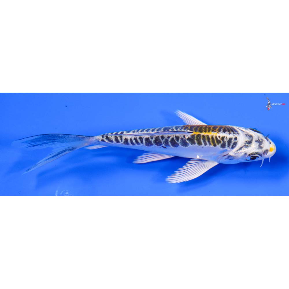 4.5” Imported Doitsu Kujaku Butterfly Koi - Image 2