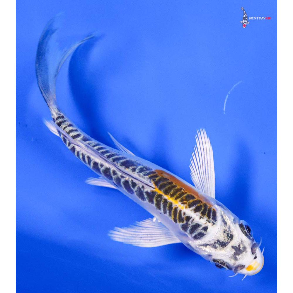 4.5” Imported Doitsu Kujaku Butterfly Koi - Image 3