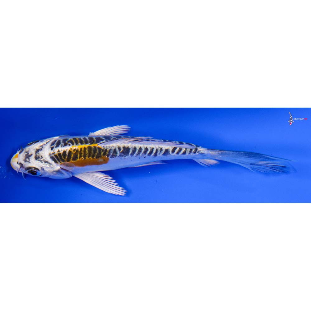 4.5” Imported Doitsu Kujaku Butterfly Koi - Image 4