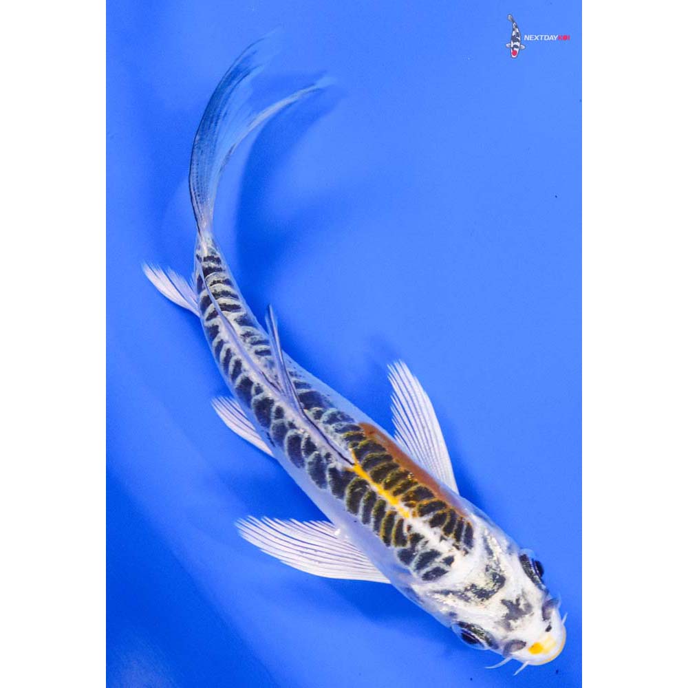 4.5” Imported Doitsu Kujaku Butterfly Koi - Image 5