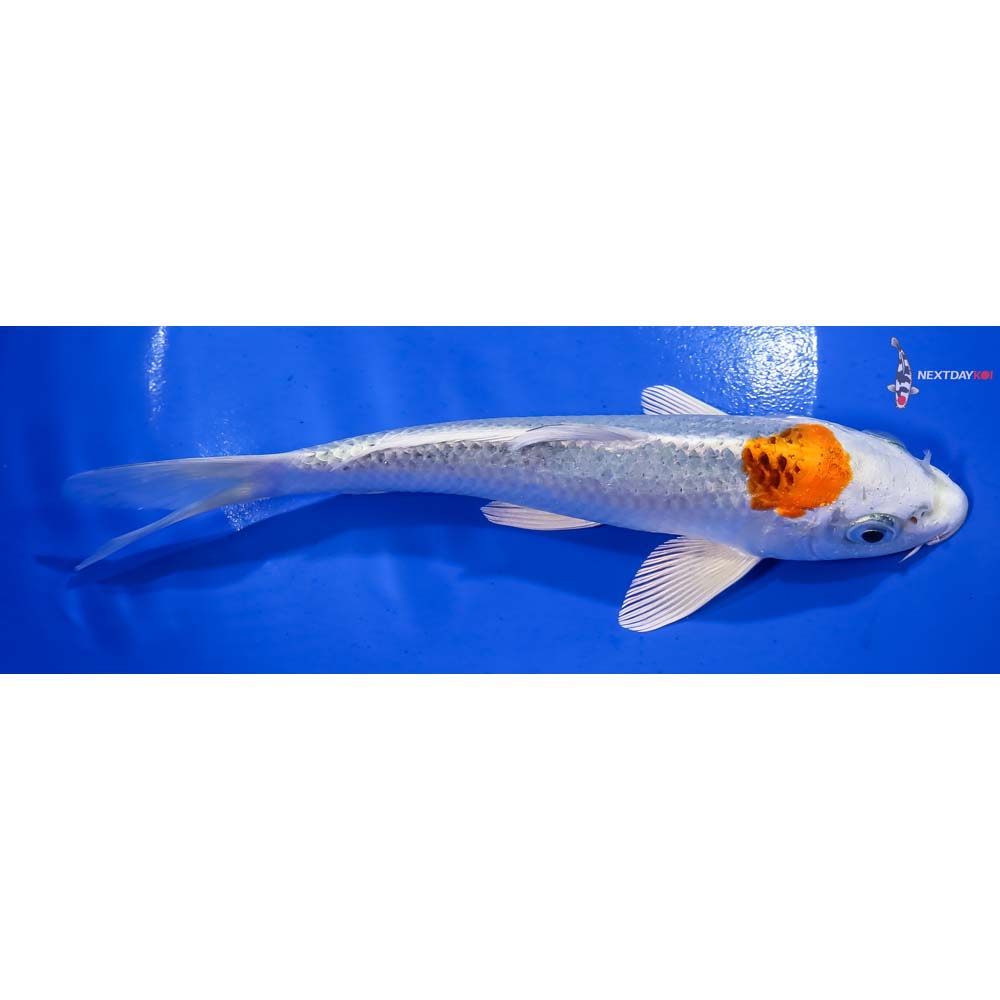 7.5” Imported Kujaku - Image 2