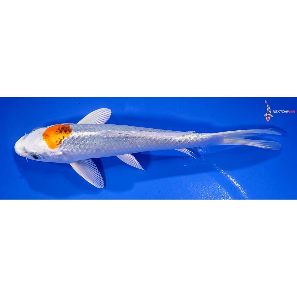 7.5” Imported Kujaku - Image 4