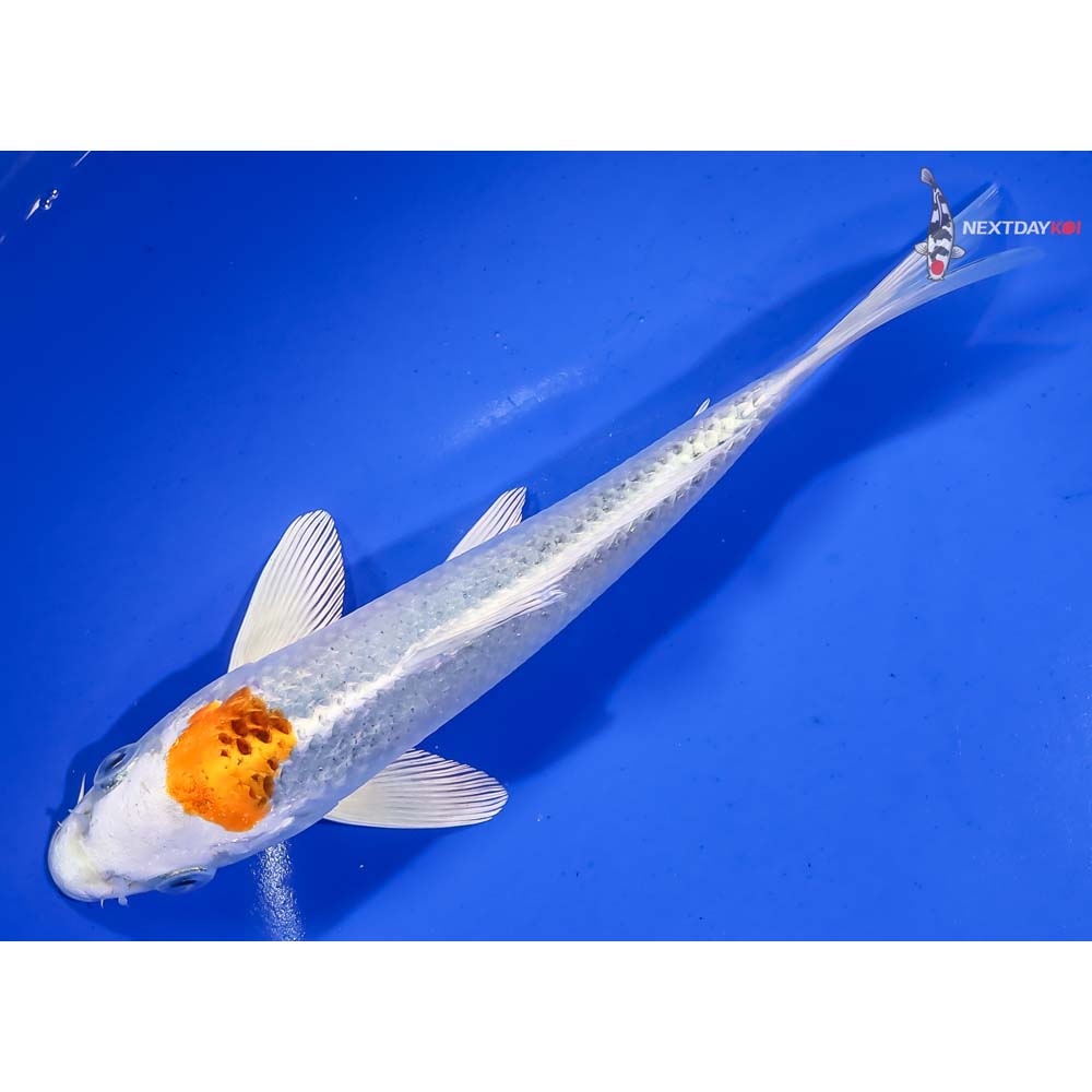 7.5” Imported Kujaku - Image 5