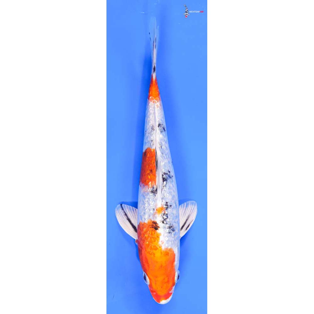 9” Imported Gin Rin Yamato Nishiki