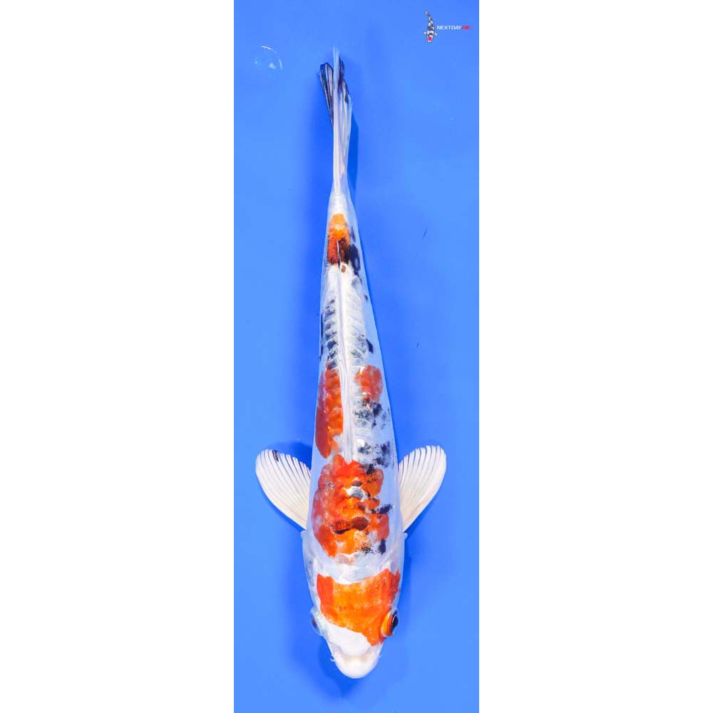 9” Imported Heisei Nishiki