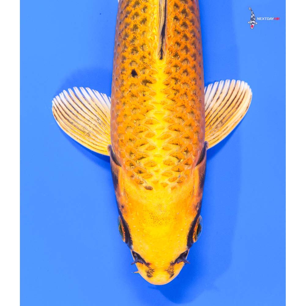 9” Imported Ki Matsuba - Image 2