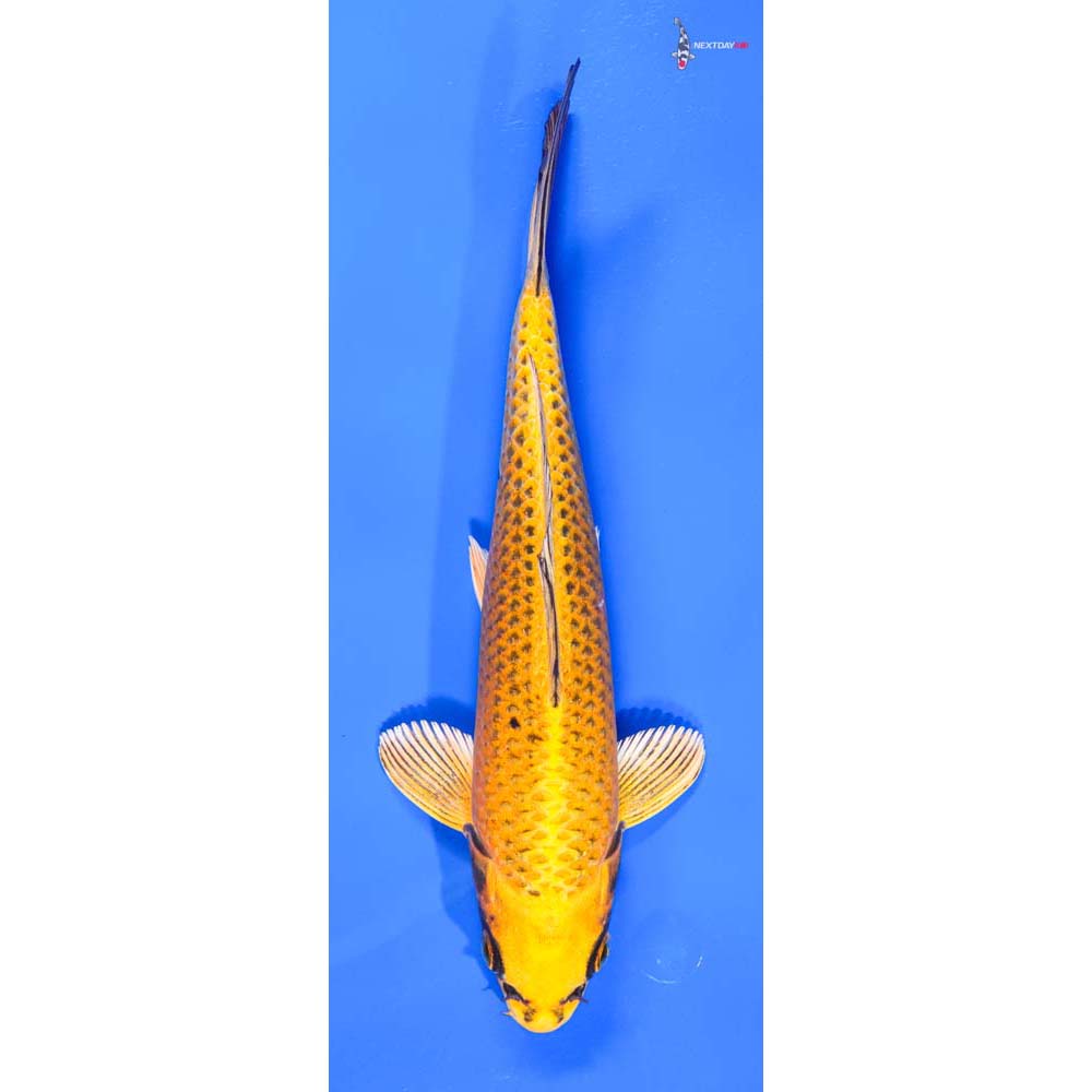 9” Imported Ki Matsuba - Image 4