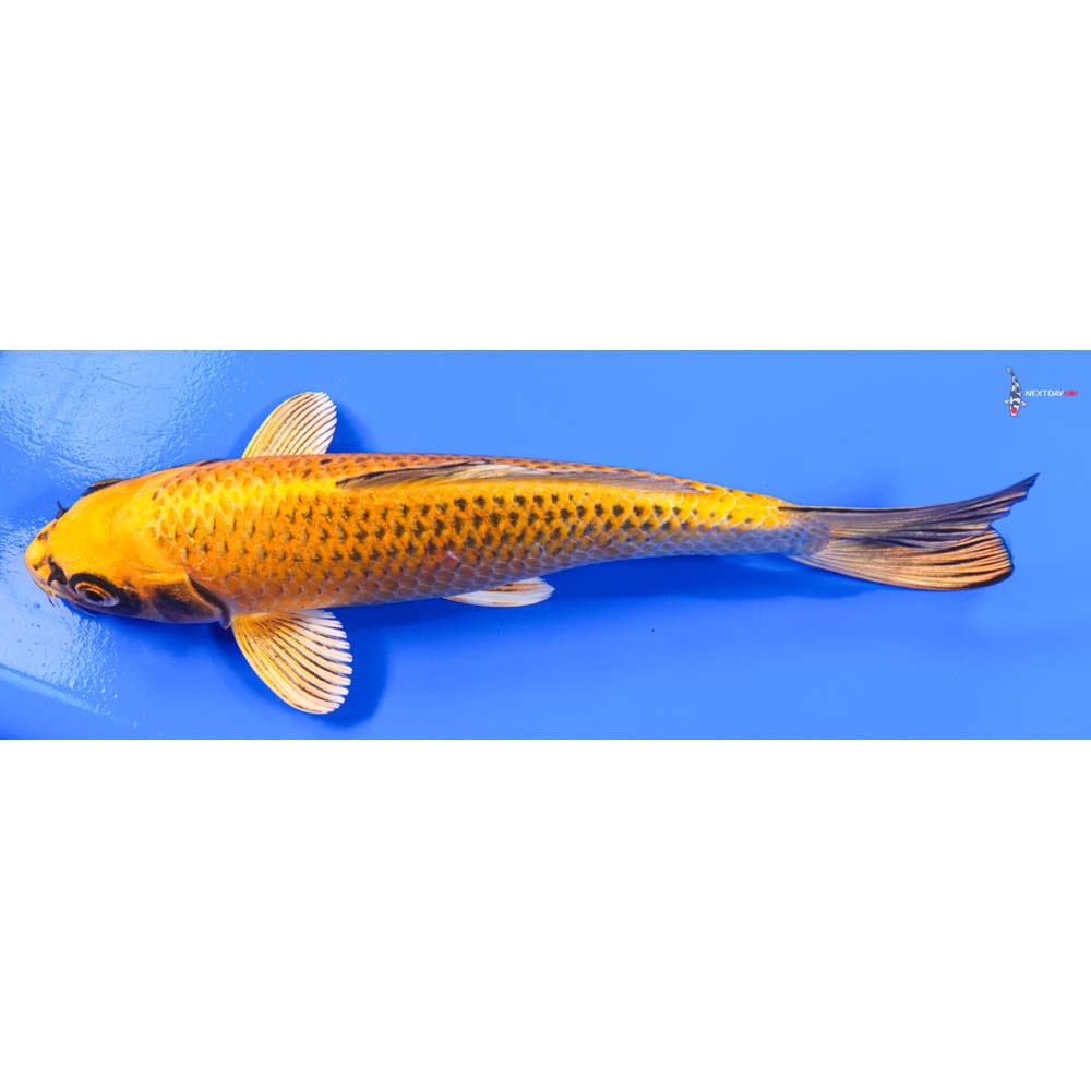 9” Imported Ki Matsuba - Image 5