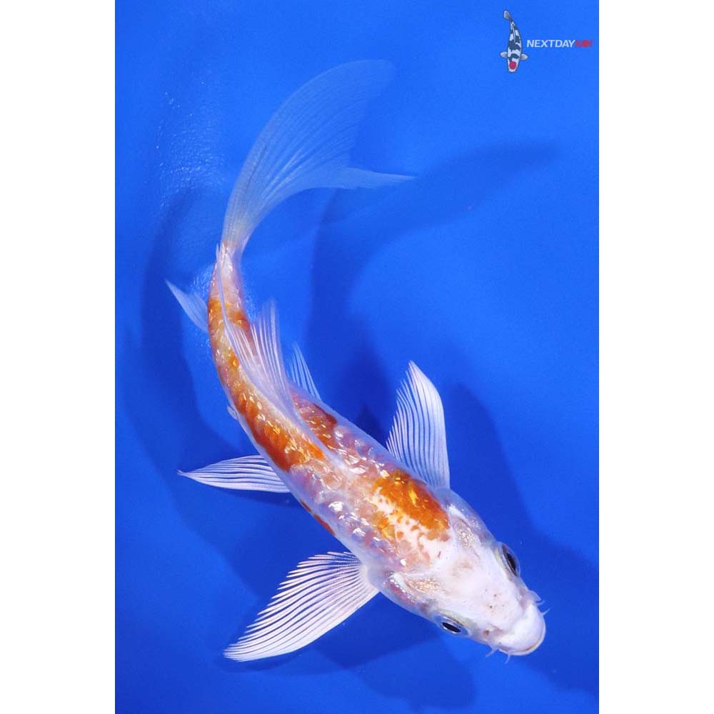 4.5” Imported Gin Rin Kikusui Butterfly Koi - Image 3
