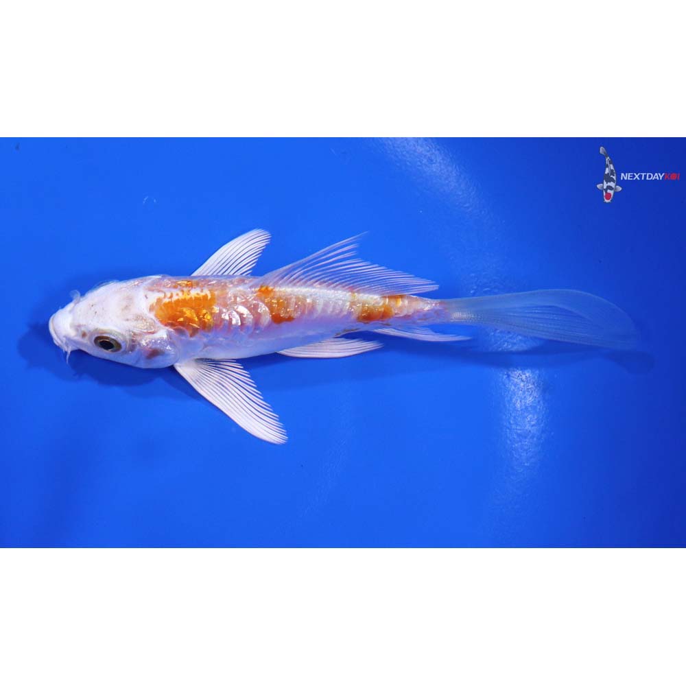 4.5” Imported Gin Rin Kikusui Butterfly Koi - Image 4